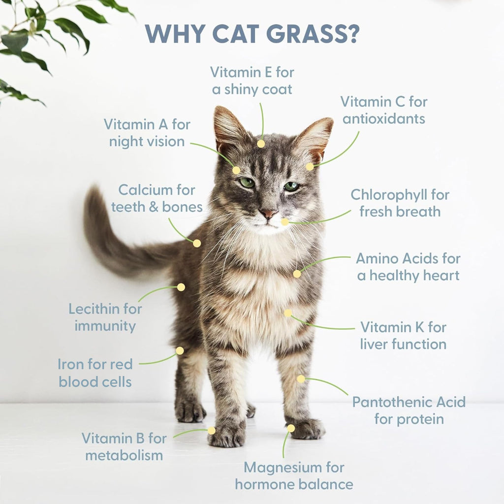 Organic Cat Grass Seed and Coco Coir Soil Disks 3 Pack A771542