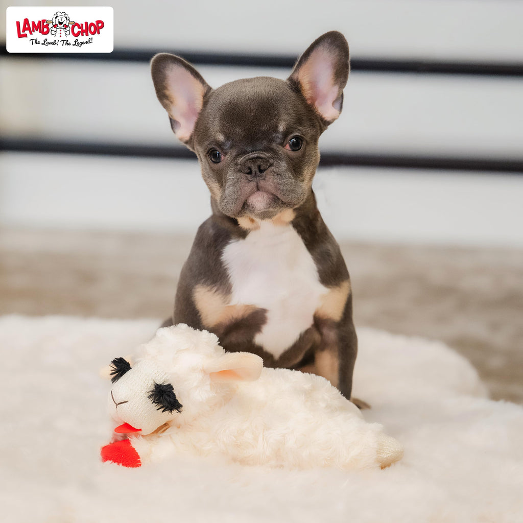 Dog Plush Squeaky Toy Y849348